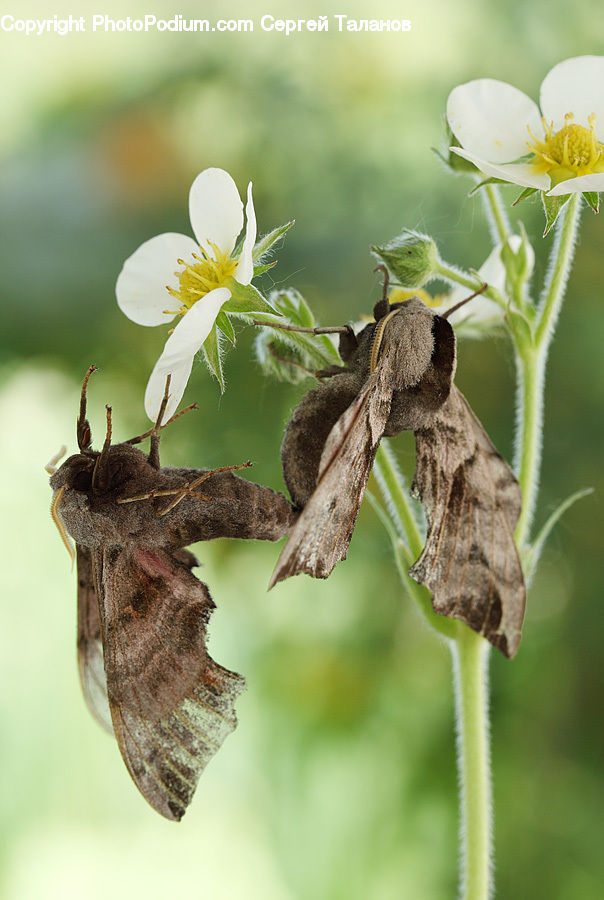 Blossom, Flora, Flower, Plant, Cricket Insect, Grasshopper, Insect