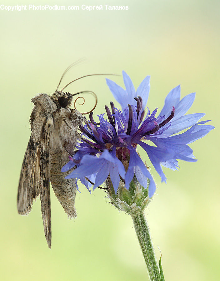 Bee, Insect, Invertebrate, Asteraceae, Blossom, Flora, Flower