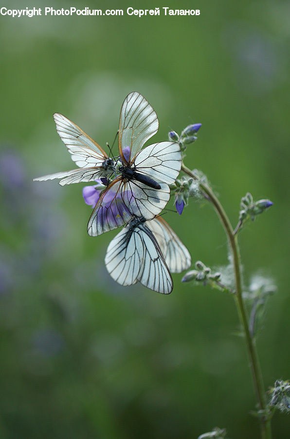 Blossom, Flora, Flower, Geranium, Plant, Butterfly, Insect