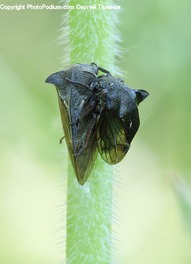 Butterfly, Insect, Invertebrate