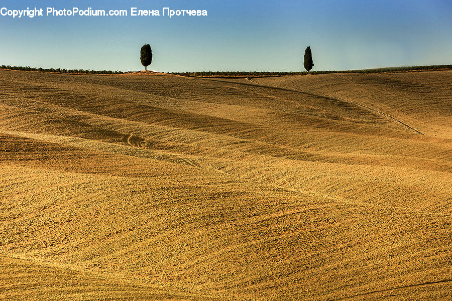 Grain, Wheat, Field, Grass, Grassland, Land, Outdoors