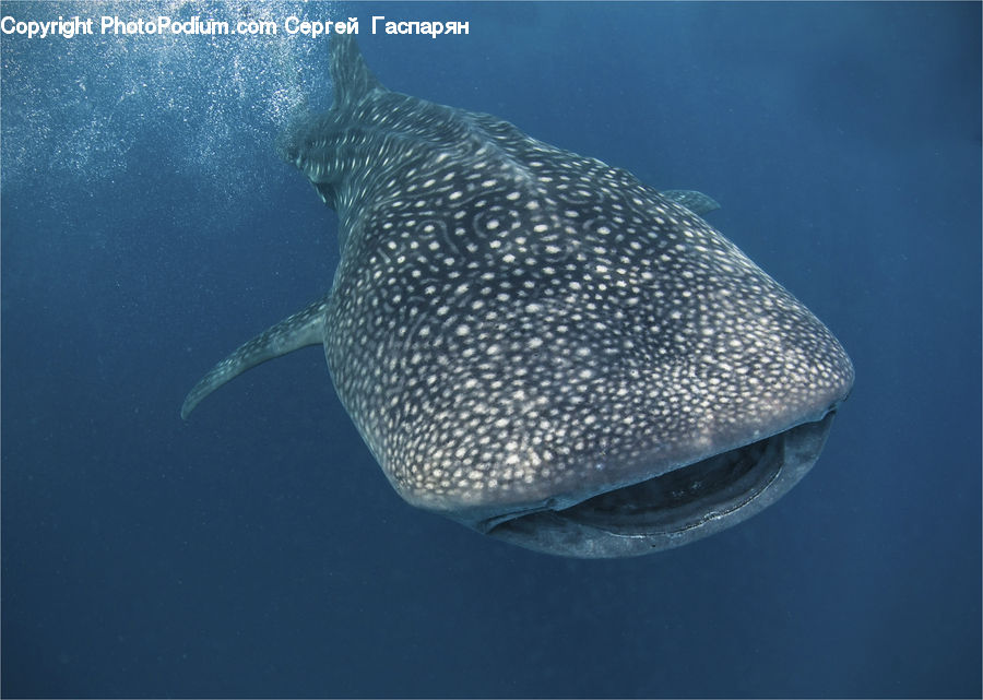 Fish, Sea Life