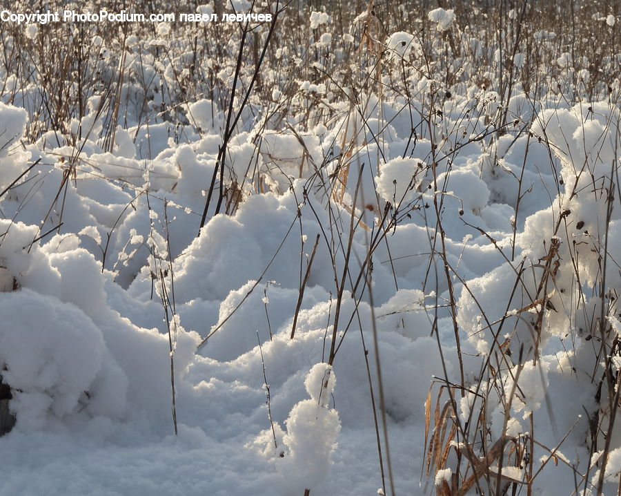 Blizzard, Outdoors, Snow, Weather, Winter, Field, Grass
