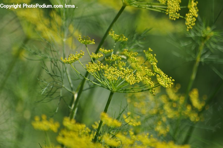 Dill, Plant, Apiaceae, Blossom, Asteraceae, Flora, Flower