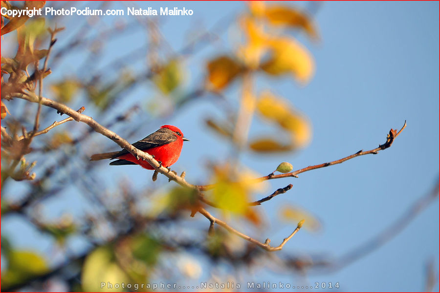 Bird, Bishop, Cardinal, Finch, Priest, Bee Eater, Plant