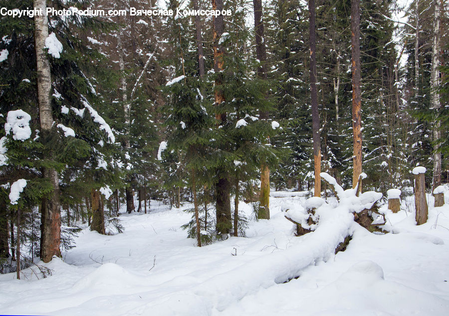 Ice, Outdoors, Snow, Forest, Vegetation, Conifer, Fir