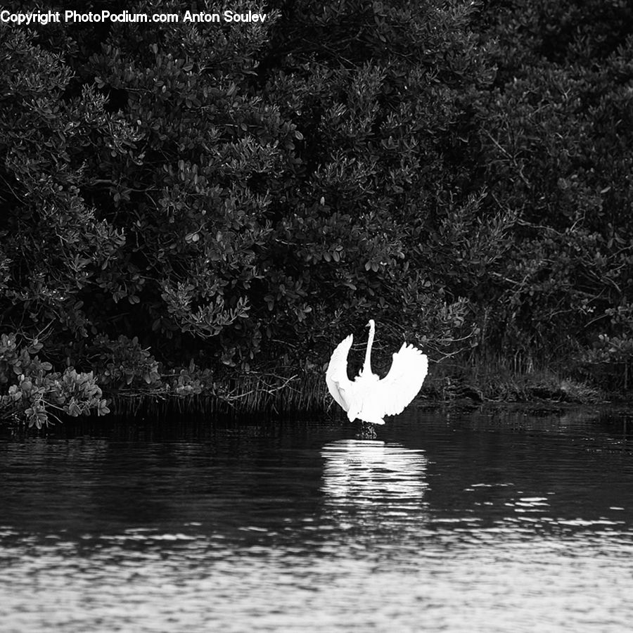 Bird, Waterfowl, Swan, Water, Outdoors, Ripple, Forest