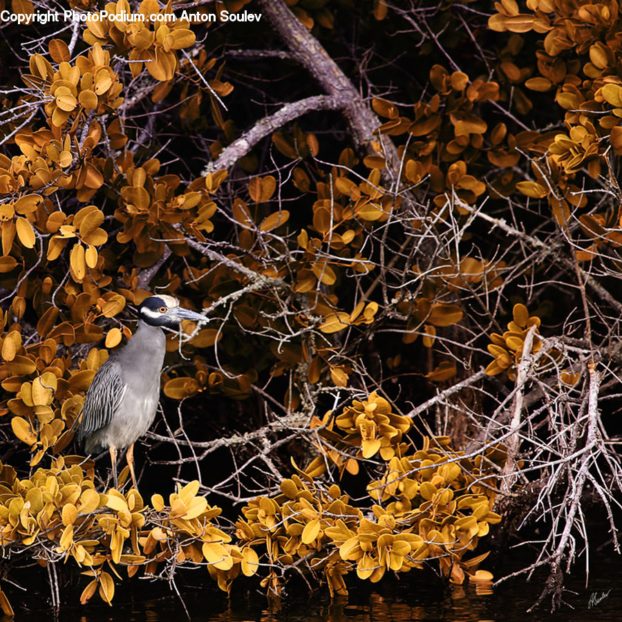 Bird, Ardeidae, Blackbird, Birch, Tree, Wood, Blossom