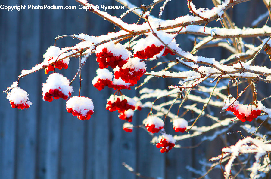 Frost, Ice, Outdoors, Snow, Blossom, Flora, Flower
