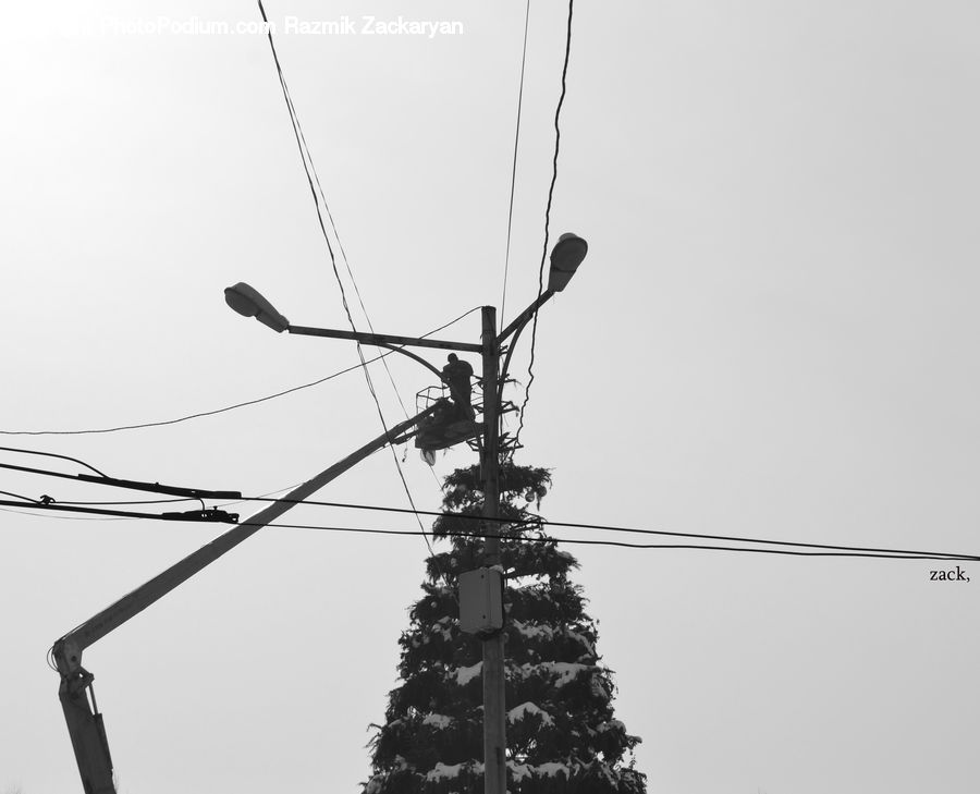 Pole, Plant, Tree