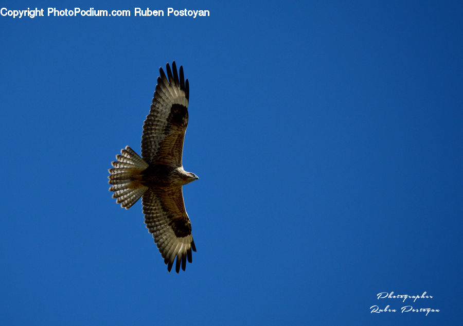 Bird, Buzzard, Harrier, Hawk, Vulture, Accipiter, Kite Bird