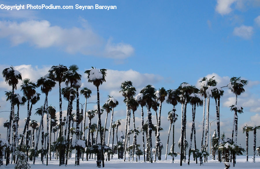 Palm Tree, Plant, Tree, Bird, Stork, Beach, Coast