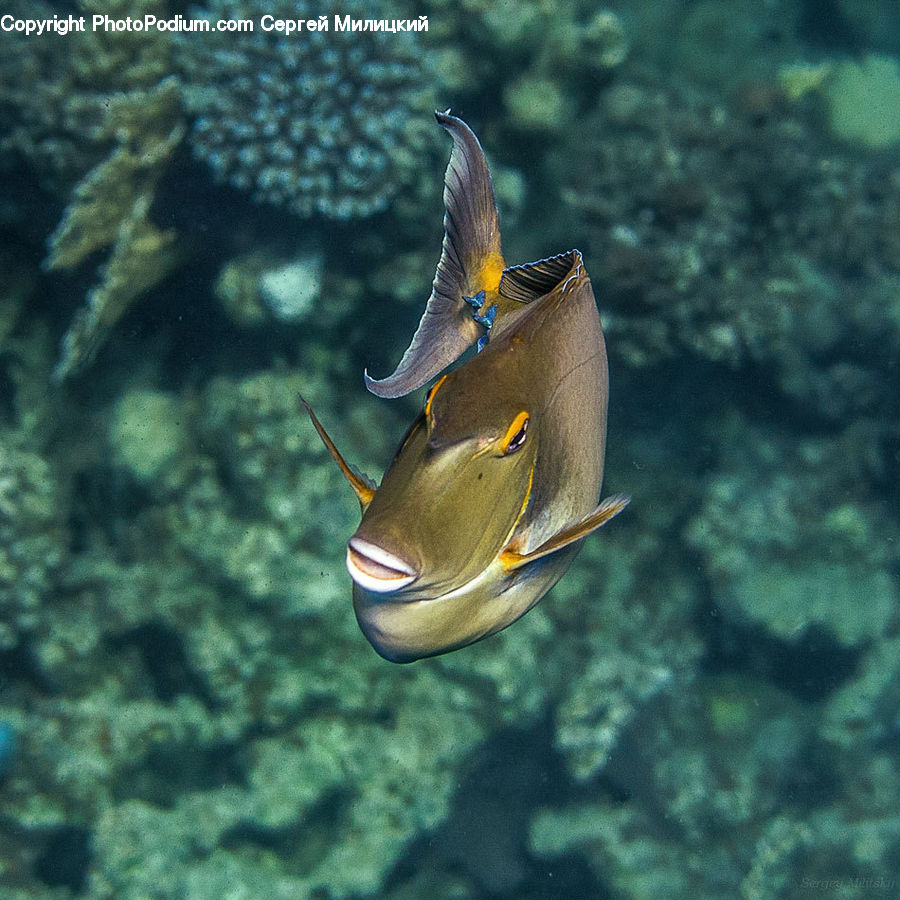 Fish, Sea Life, Coral Reef, Outdoors, Reef, Sea, Water