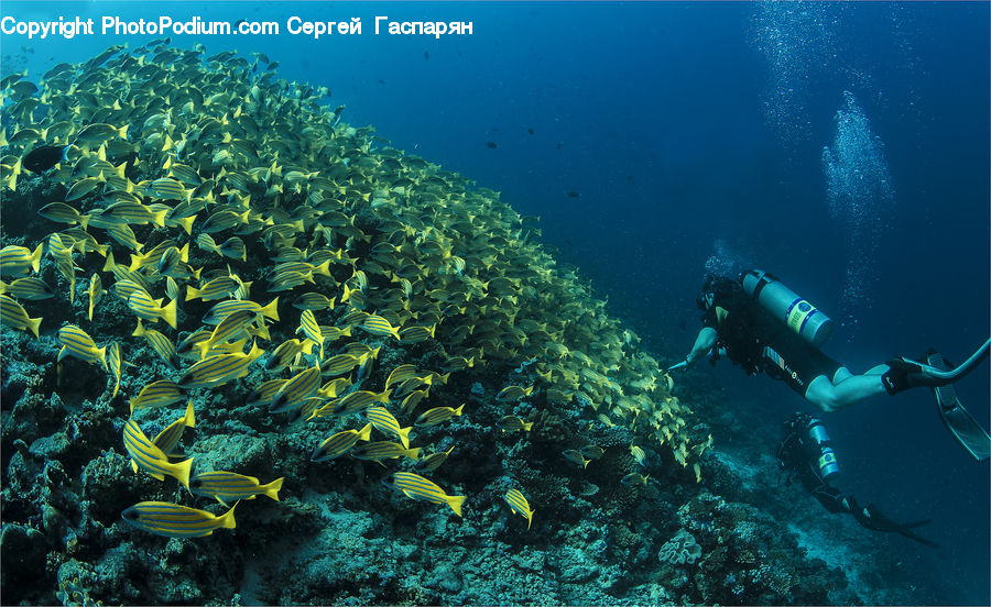 Coral Reef, Outdoors, Reef, Sea, Sea Life, Water, Diver