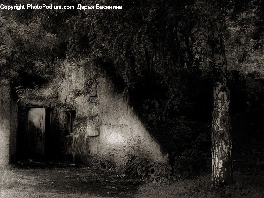 Bunker, Path, Trail, Alley, Alleyway, Plant, Road