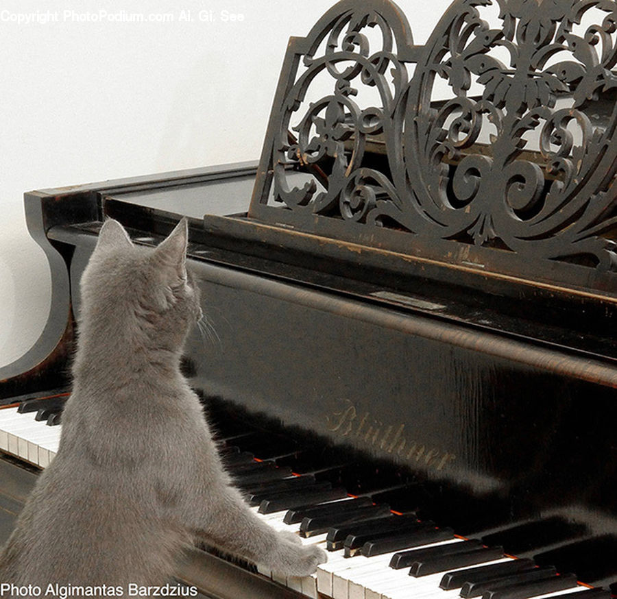 Tire, Musical Instrument, Piano, Upright Piano, Machine, Spoke, Wheel