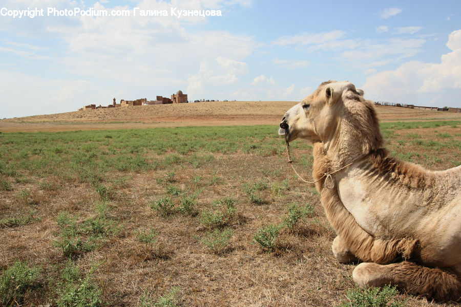 Animal, Camel, Mammal, Zoo, Field, Grass, Grassland