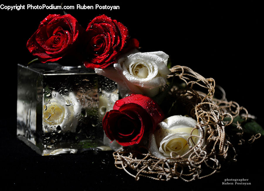Blossom, Flower, Plant, Rose, Cuff, Flower Arrangement, Flower Bouquet