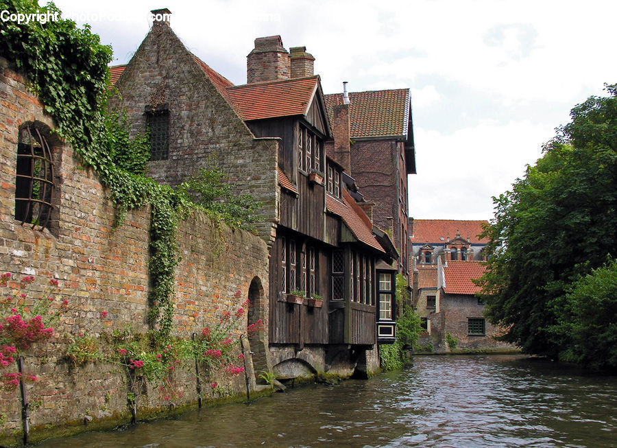 Plant, Potted Plant, Vine, Ivy, Brick, Castle, Ditch