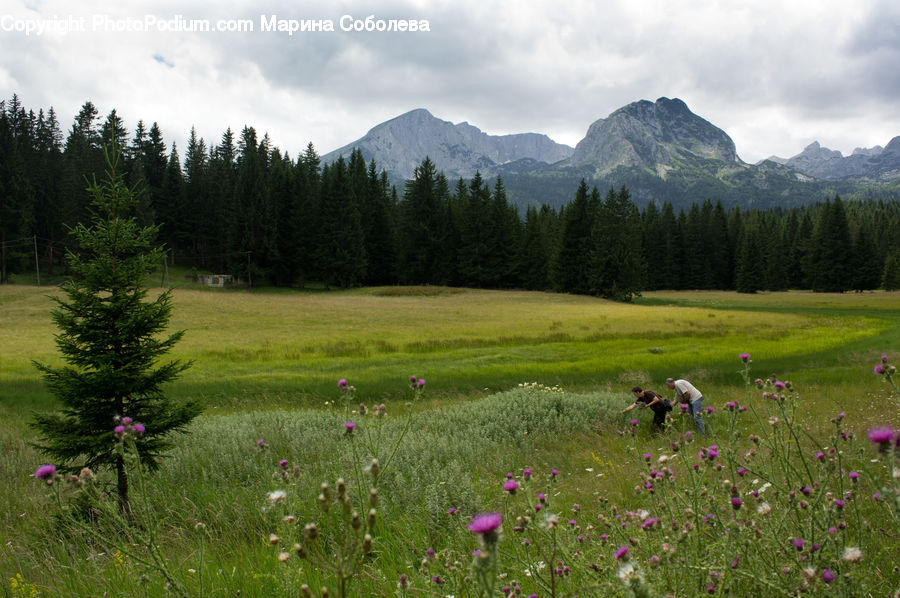 Field, Grass, Grassland, Land, Outdoors, Meadow, Pasture