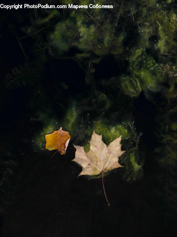 Maple, Maple Leaf, Plant, Algae, Forest, Jungle, Rainforest