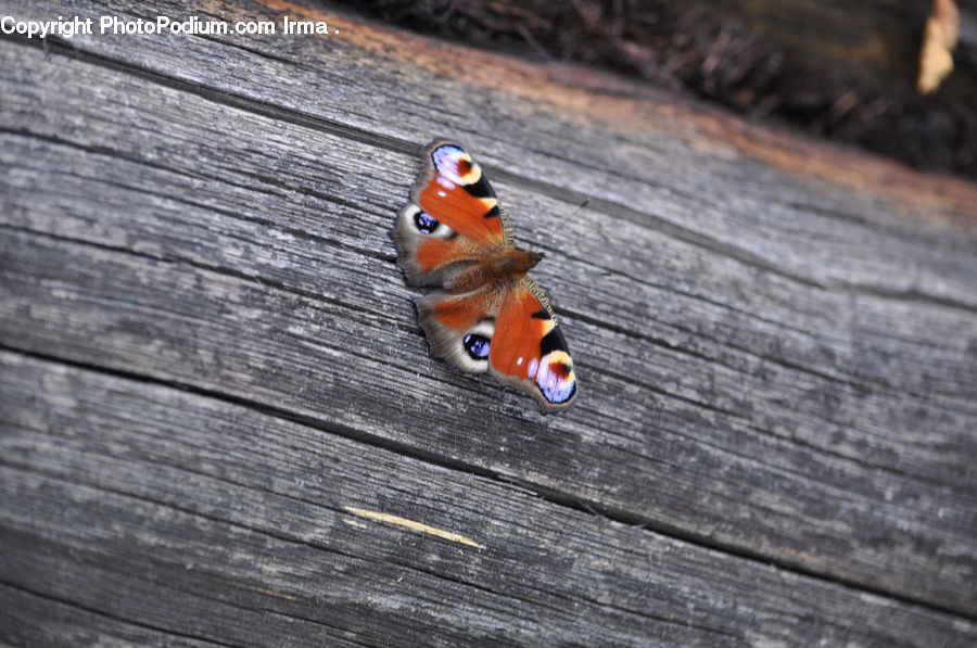 Butterfly, Insect, Invertebrate, Moth, Accessories