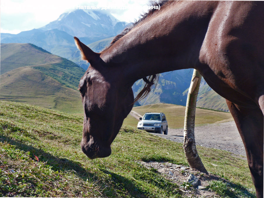 Animal, Colt Horse, Foal, Horse, Mammal