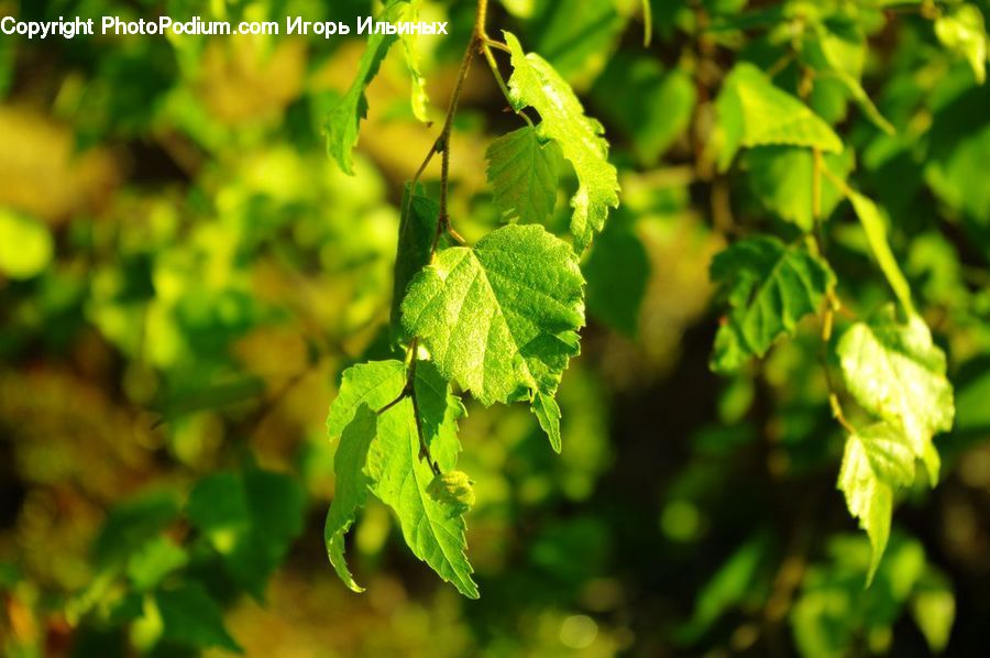 Plant, Vine, Ivy, Leaf, Oak, Sycamore, Tree