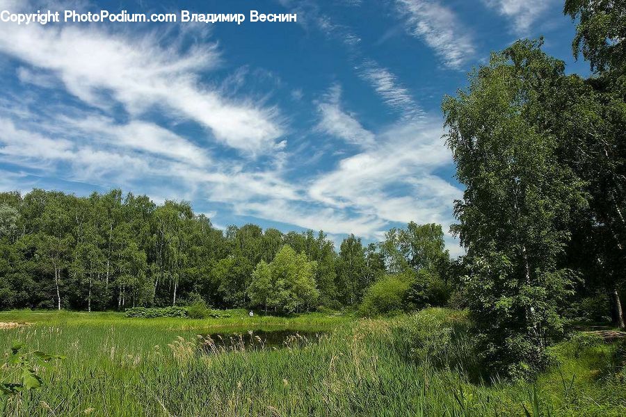 Field, Grass, Grassland, Land, Outdoors, Forest, Grove