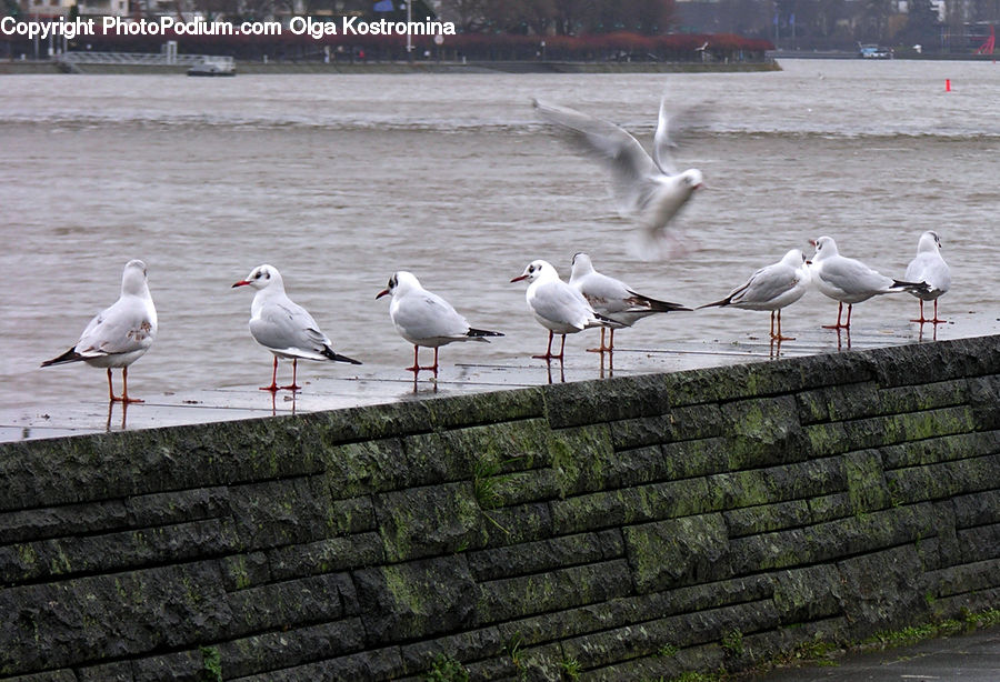 Bird, Seagull, Crane Bird, Heron