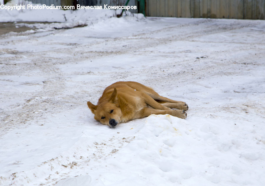 Animal, Canine, Dog, Labrador Retriever, Mammal, Pet, Fox