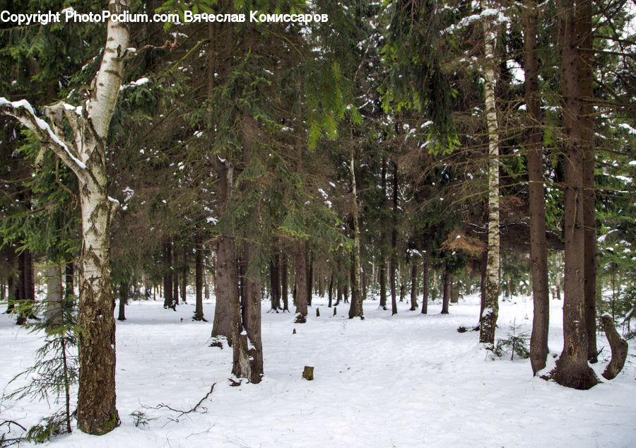 Birch, Tree, Wood, Forest, Vegetation, Conifer, Fir