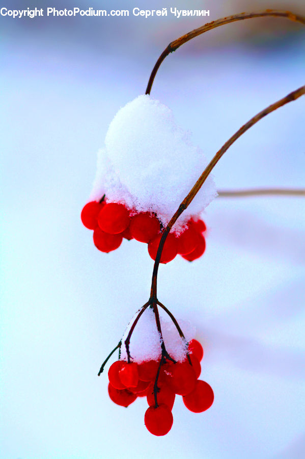 Blossom, Flora, Flower, Geranium, Plant, Petal, Cherry