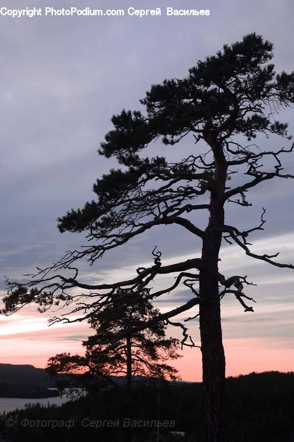 Plant, Tree, Oak, Wood, Silhouette, Lake, Outdoors