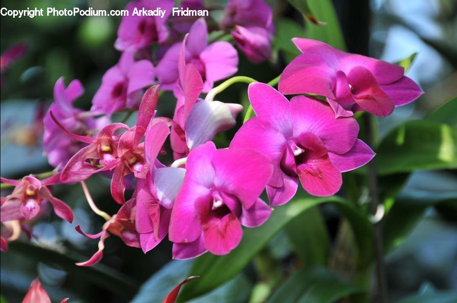 Blossom, Flora, Flower, Orchid, Plant, Gladiolus, Petal