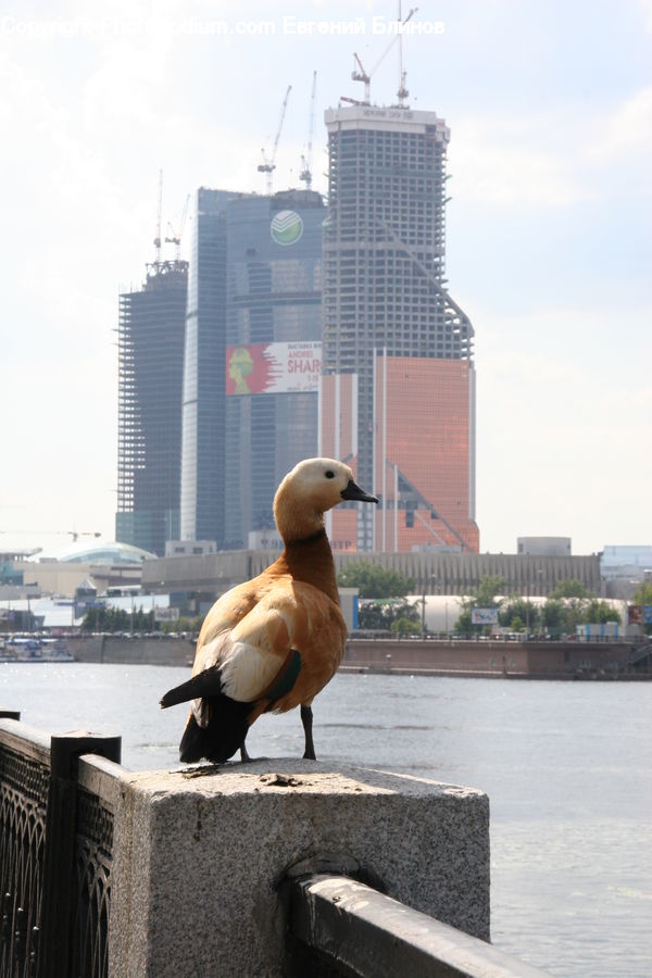 Bird, Booby, Architecture, Convention Center, Goose, Waterfowl, Building