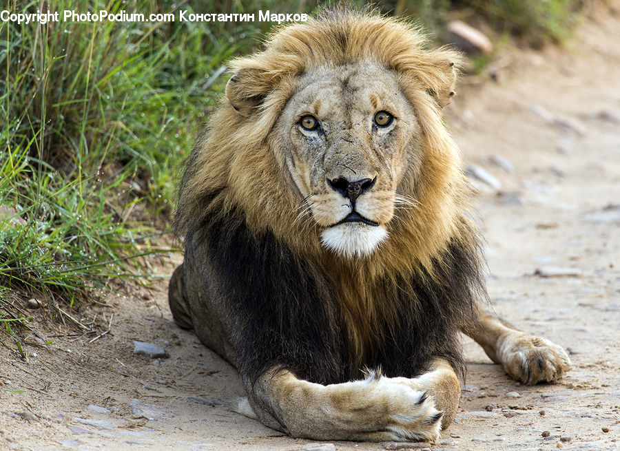 Animal, Lion, Wildlife, Adorable