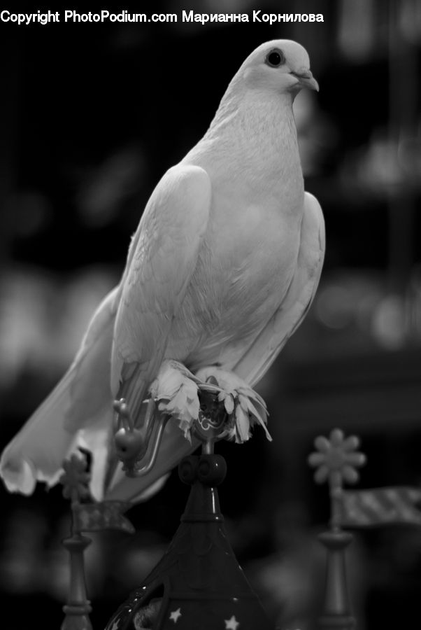 Bird, Pigeon, Dove, Plant, Blossom, Flora, Flower