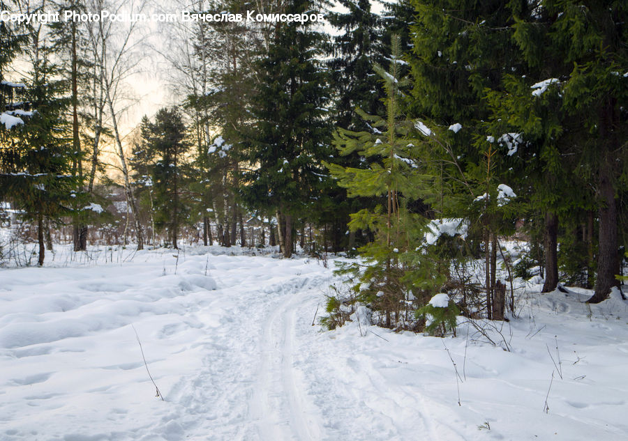 Forest, Jungle, Rainforest, Vegetation, Plant, Tree, Landscape
