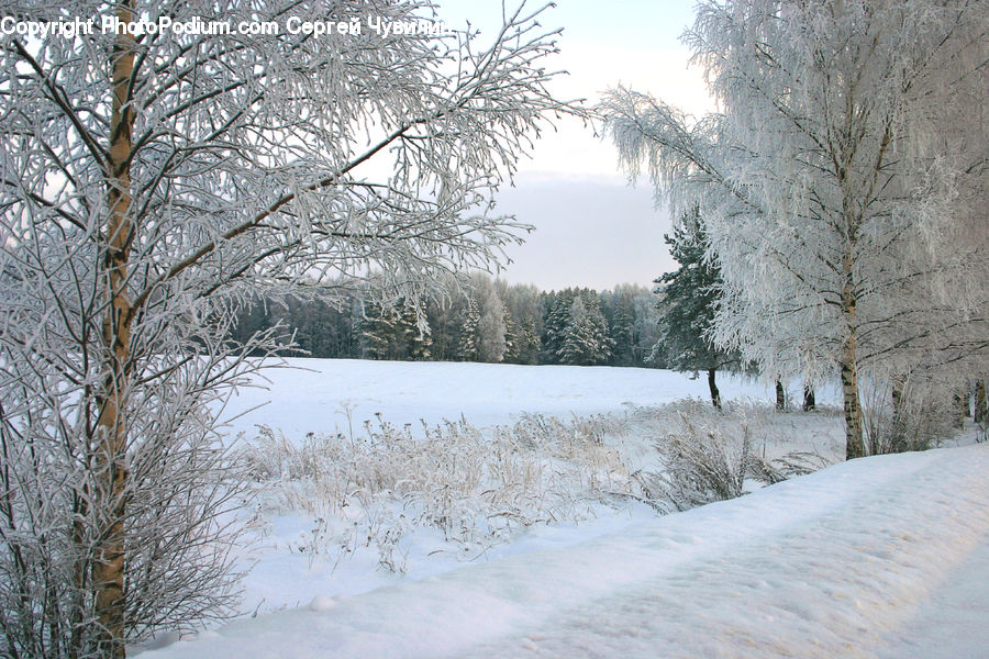 Frost, Ice, Outdoors, Snow, Blizzard, Weather, Winter