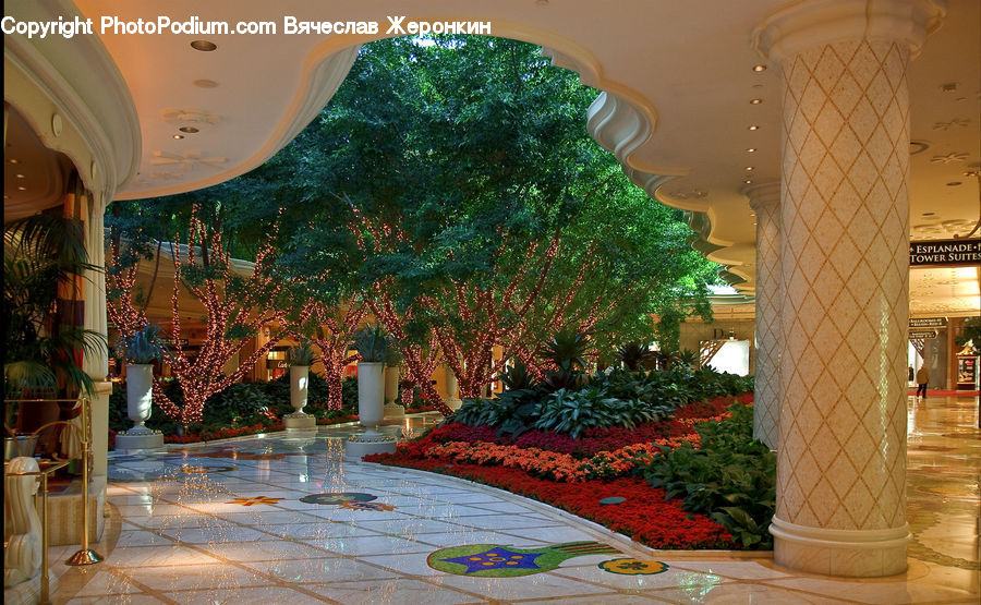 Plant, Potted Plant, Patio, Indoors, Lobby, Reception, Room