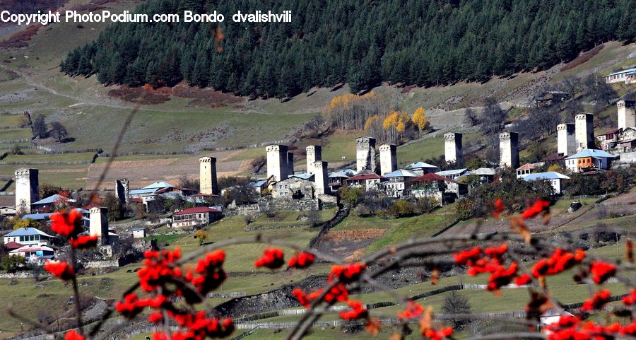 Blossom, Flora, Flower, Plant, Building, Downtown, Town
