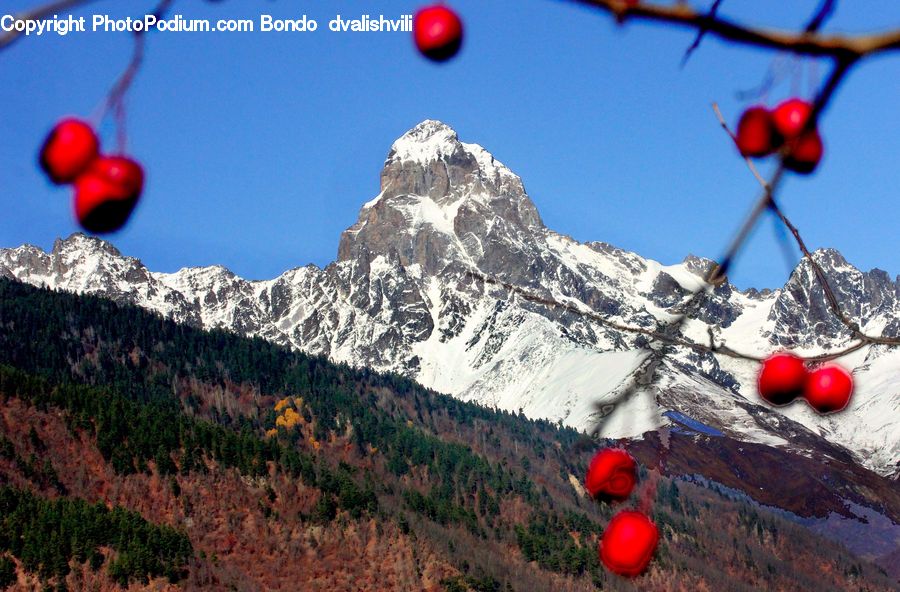 Heart, Bush, Plant, Vegetation, Alps, Crest, Mountain