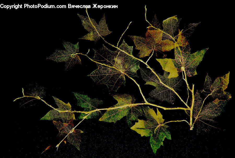Ivy, Plant, Vine, Oak, Sycamore, Tree, Tree Trunk