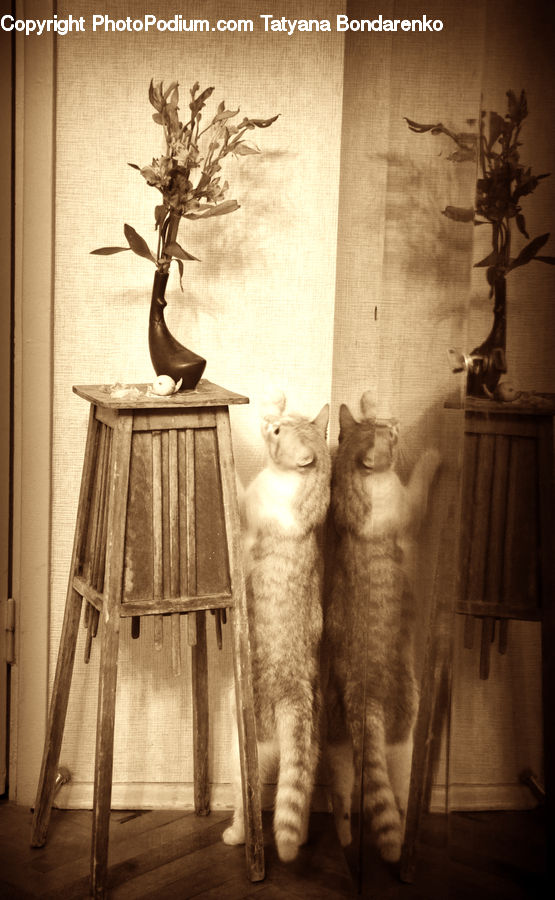 Bonsai, Plant, Potted Plant, Tree, Chair, Furniture, Flower