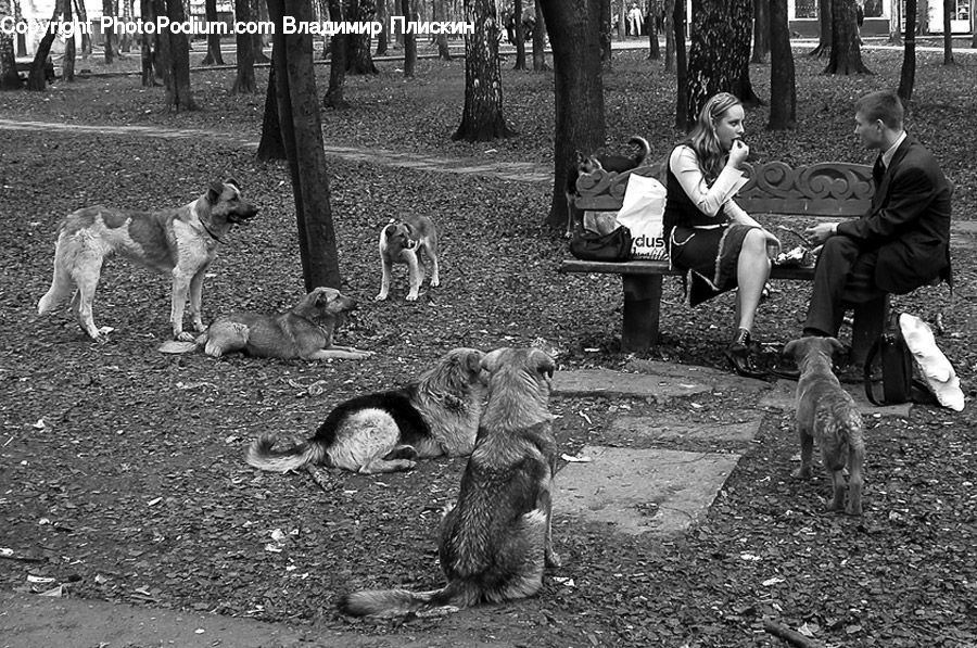 People, Person, Human, Bench, Animal, Canine, Dog