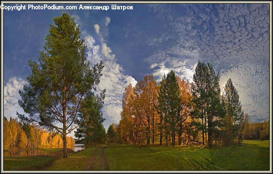 Conifer, Larch, Tree, Wood, Fir, Plant, Dirt Road