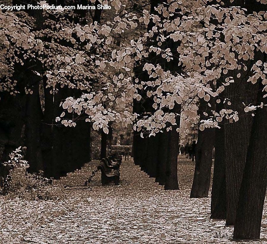 Blossom, Cherry Blossom, Flower, Flora, Plant, Ground, Soil