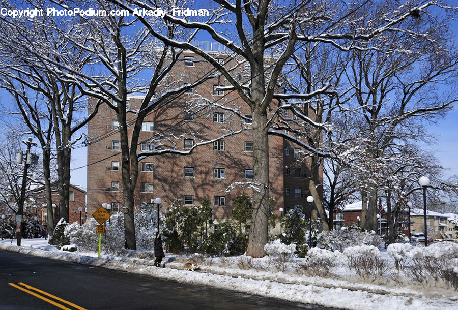 Ice, Outdoors, Snow, Campus, Oak, Sycamore, Tree