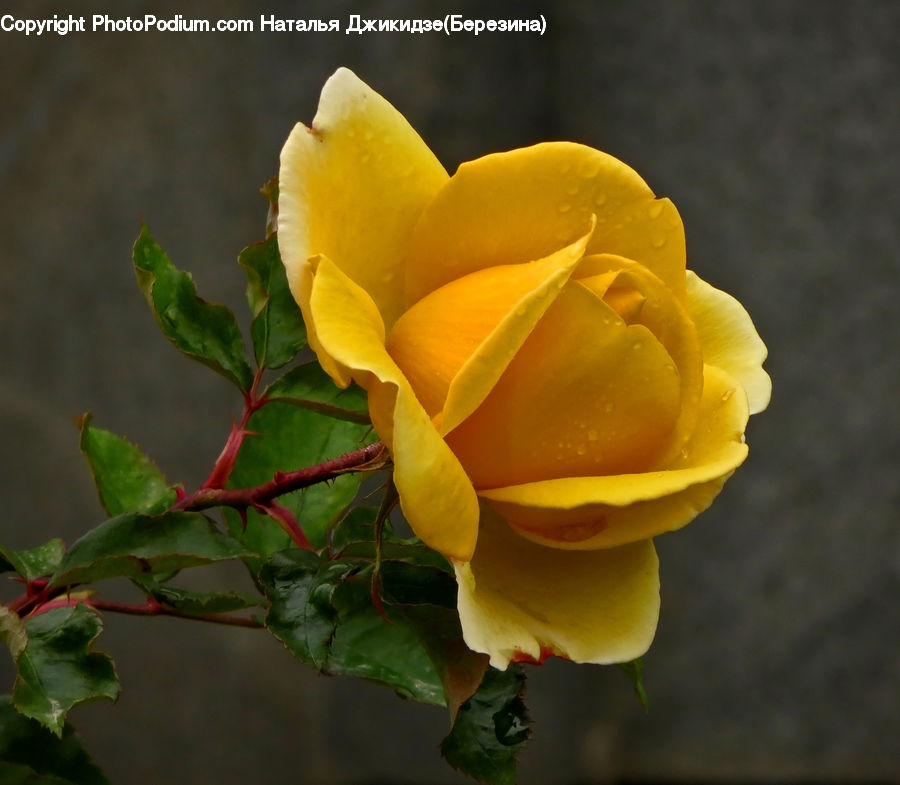 Blossom, Flower, Plant, Rose, Ivy, Vine, Flora